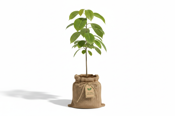 make a tall paw paw tree sapling about 3 feet tall in a burlap grow bag 